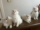 Aşırı Kaliteli Cins Golden Ve Beyaz Yavrularım