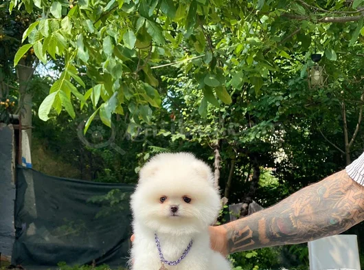 Peluş Oyuncak Pomeranian Yavrular görsel