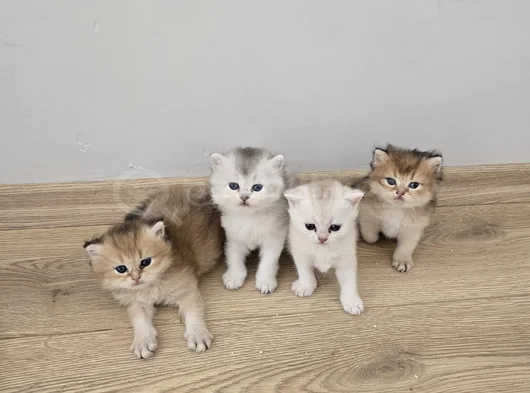 Aşırı Kaliteli Cins Golden Ve Beyaz Yavrularım görsel