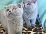 Akkuş Üreti̇m Çi̇ftli̇ği̇nden Bri̇ti̇sh Shorthai̇r Yavrulari