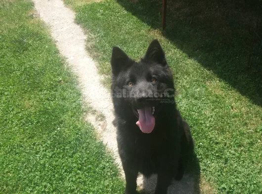 Akkuş Üreti̇m Çi̇ftli̇ği̇nden Black Soli̇d Alman Kurdu Yavrulari görsel