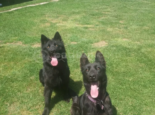 Akkuş Üreti̇m Çi̇ftli̇ği̇nden Black Soli̇d Alman Kurdu Yavrulari görsel