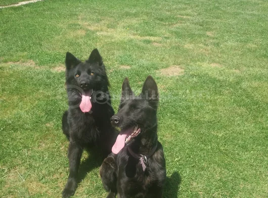 Akkuş Üreti̇m Çi̇ftli̇ği̇nden Black Soli̇d Alman Kurdu Yavrulari görsel