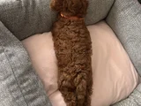 3 Aylık Köpeğimizi Sahiplendiriyoruz