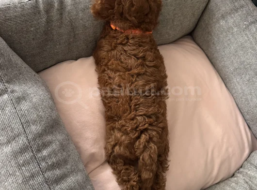 3 Aylık Köpeğimizi Sahiplendiriyoruz görsel
