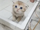 Bembeyaz Eğik Kulaklı Yavrularım