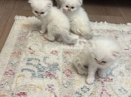 Bembeyaz Eğik Kulaklı Yavrularım görsel