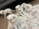 Bembeyaz eğik kulaklı yavrularım