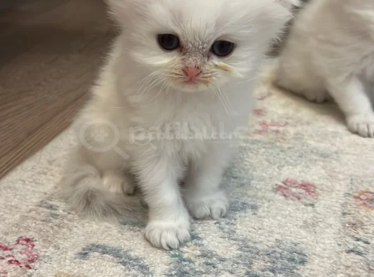Bembeyaz Eğik Kulaklı Yavrularım görsel