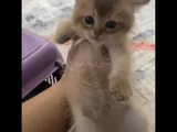 Safkan Oyuncu Golden Ve Beyaz Yavrularım