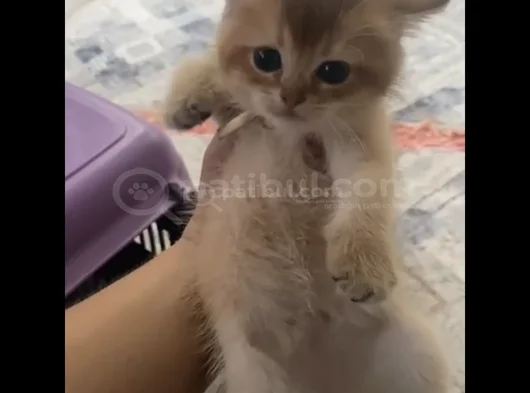 Safkan Oyuncu Golden Ve Beyaz Yavrularım görsel