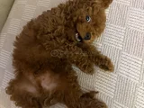 3 Aylık Köpeğimizi Sahiplendiriyoruz