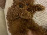 3 aylık köpeğimizi sahiplendiriyoruz