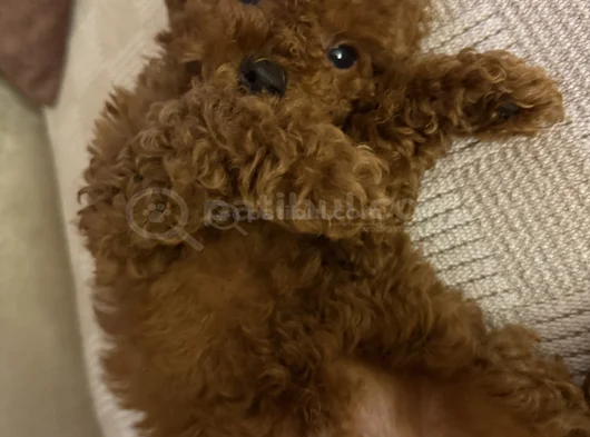 3 Aylık Köpeğimizi Sahiplendiriyoruz
