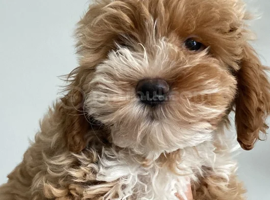 7 Aylık Maltipoo Oğlumuz Erosa Ömürlük Yuva Arıyoruz görsel