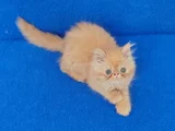 ORJİNAL İRAN ARAYIPTA BULAMAYAN ARKADAŞLAR BUYRUM