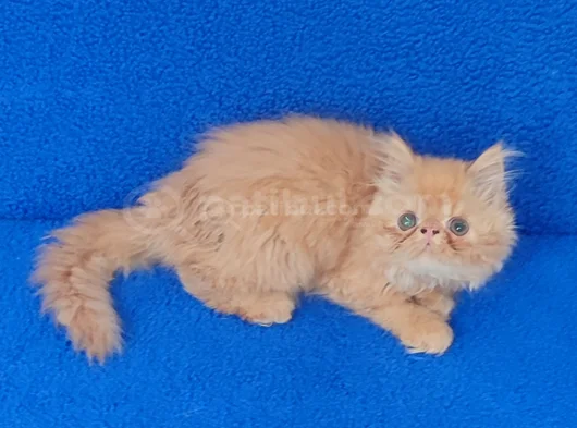 Orji̇nal İran Arayipta Bulamayan Arkadaşlar Buyrum görsel
