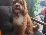 7 Aylık Maltipoo Oğlumuz Erosa Ömürlük Yuva Arıyoruz
