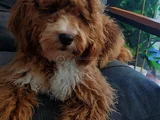 7 Aylık Maltipoo Oğlumuz Erosa Ömürlük Yuva Arıyoruz