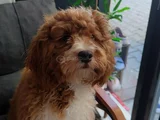 7 Aylık Maltipoo Oğlumuz Erosa Ömürlük Yuva Arıyoruz