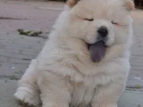Dişi Erkek Chow Chow Yavrularımız