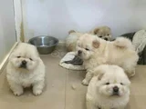 Dişi Erkek Chow Chow Yavrularımız