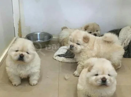 Dişi Erkek Chow Chow Yavrularımız görsel
