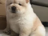 Dişi Erkek Chow Chow Yavrularımız