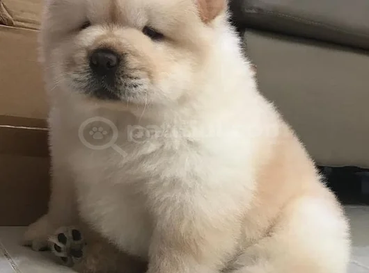 Dişi Erkek Chow Chow Yavrularımız görsel