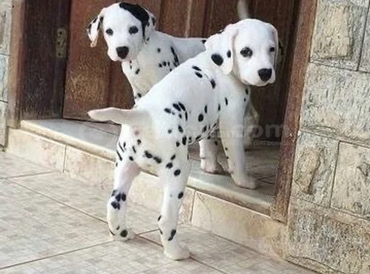 Dişi Erkek 101 Dalmaçyalı Yavrularımız görsel