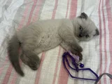 Oyuncu Kedi