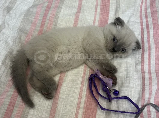 Oyuncu Kedi görsel