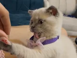 Oyuncu kedi