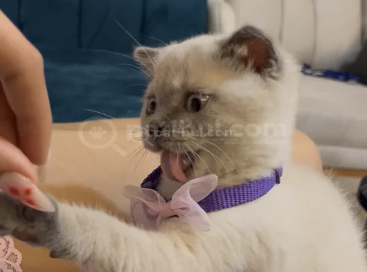Oyuncu Kedi