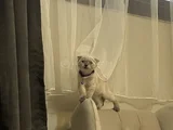 Oyuncu Kedi