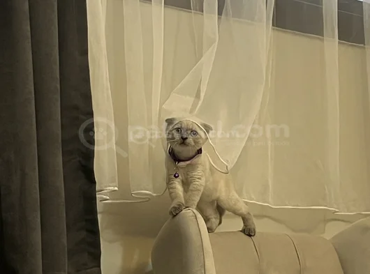 Oyuncu Kedi görsel