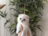 Scottish Fold Silver Yavrularim
