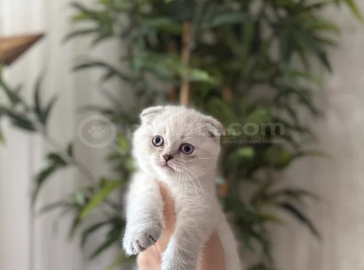 Scottish Fold Silver Yavrularim görsel