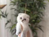 SCOTTISH FOLD SILVER YAVRULARIM