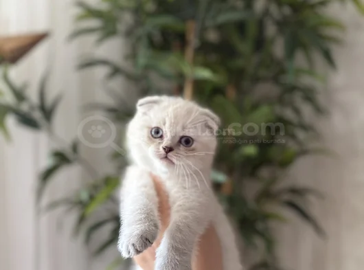 Scottish Fold Silver Yavrularim