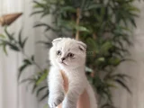 Scottish Fold Silver Yavrularim