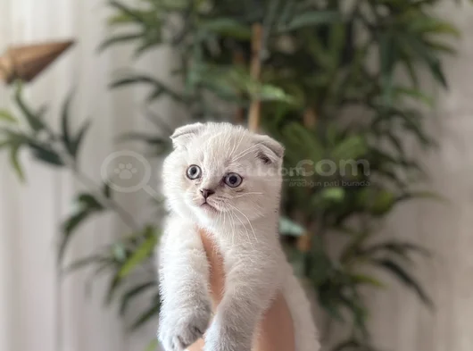 Scottish Fold Silver Yavrularim görsel