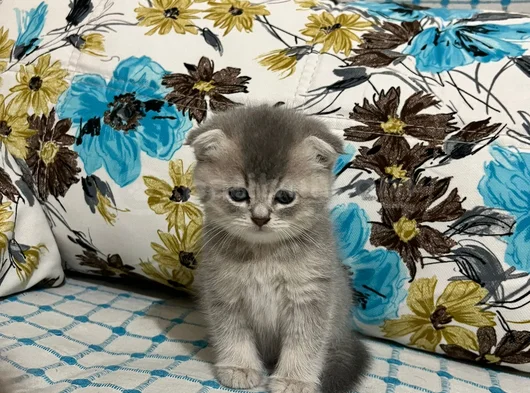 Golden Aşırı Cins Eğik Kulaklı Yavrukrım görsel