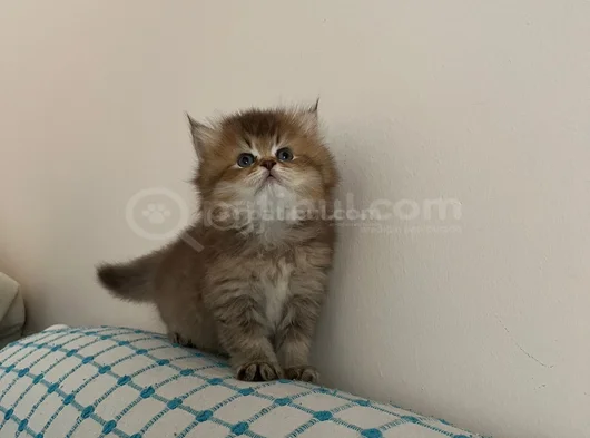 Aşırı Kaliteli Cins Golden Ve Beyaz Yavrularım görsel