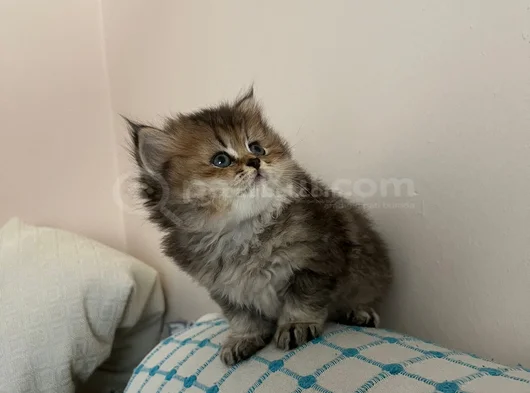 Aşırı Kaliteli Cins Golden Ve Beyaz Yavrularım görsel