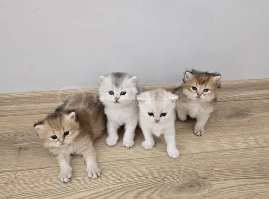 Aşırı Kaliteli Cins Golden Ve Beyaz Yavrularım