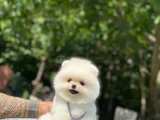 Peluş Oyuncak Pomeranian Yavrular