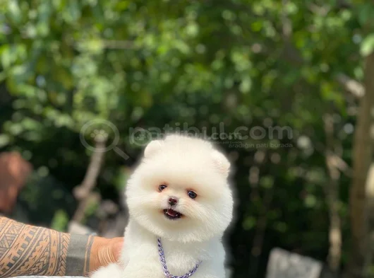 Peluş Oyuncak Pomeranian Yavrular görsel