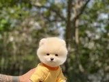 Bebek Yüzlü Ufak Boy Boo Yavru