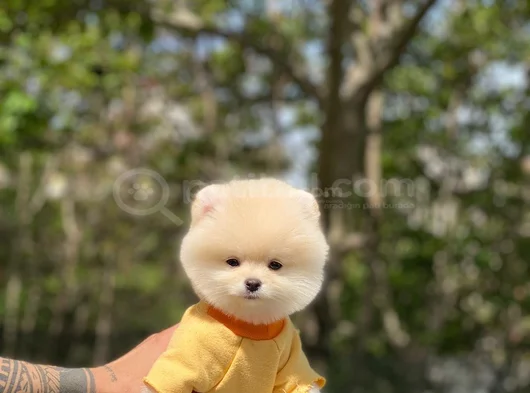 Bebek Yüzlü Ufak Boy Boo Yavru görsel